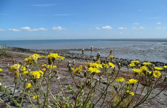 Cottage in Wissenkerke Near Nature Reserve - Foto 42