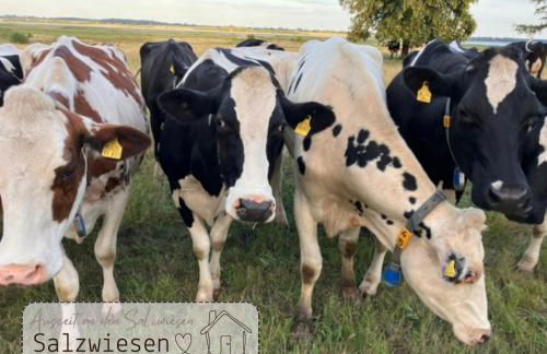 Ferienhaus "Auszeit an den Salzwiesen" - Foto 38