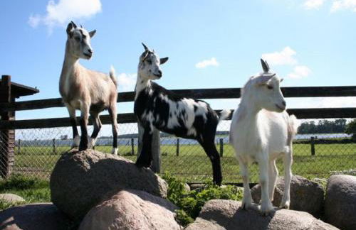 Erlebnis-Bauernhof Kliewe - Foto 57