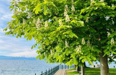 " Sunshine am See " - Foto 19