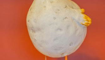 Kaminhaus 2 Fehmarn mit Sauna und Kamin - Foto 2