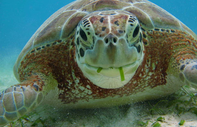 Sea Turtle Snorkeling Experience - Foto 8