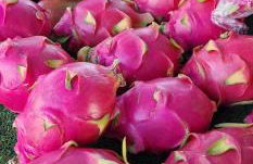 Lago Jardin , CHILL CASA - Foto 24