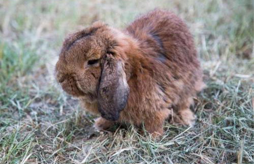 Agriturismo Il Borgo - Foto 53