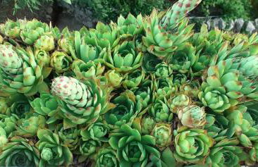 Kelk Loznati - Foto 19