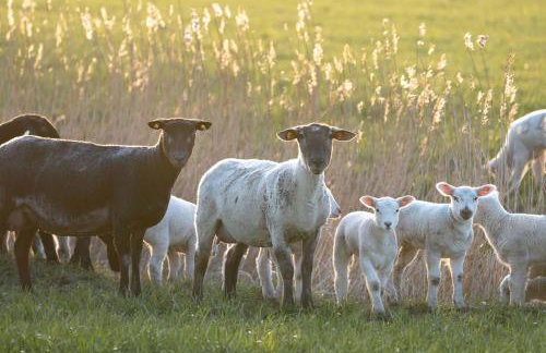 Hus rode Dör - Foto 46