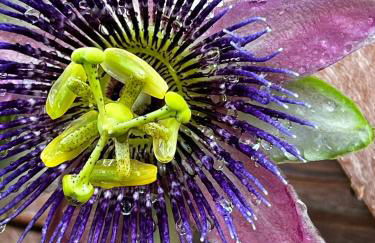 Luxury Historic Shotgun Home in Lower Garden District - Foto 73