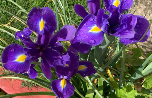 Quinta do Norte - Biscoitos - Photo 28