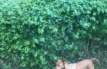 Relaxing cottage in Teresópolis, Comary farm - Foto 34