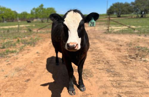 Hickory Ridge Hideaway Cabin - Romantic, Peaceful - Photo 14