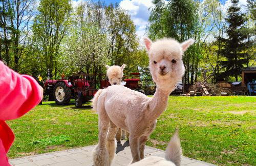 Agroturystyka Zagroda Alpaka - Foto 33