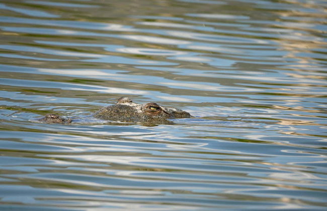 Excursión al lago Enriquillo con avistamiento de cocodrilos - Foto 8