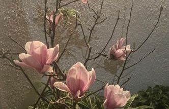 Figueres Center - Foto 30