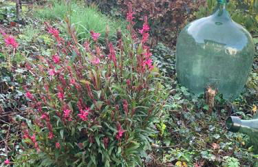 Ferienhaus Dornröschen - Foto 28