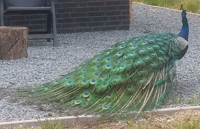 Getaway With Garden in Gelderland - Foto 24