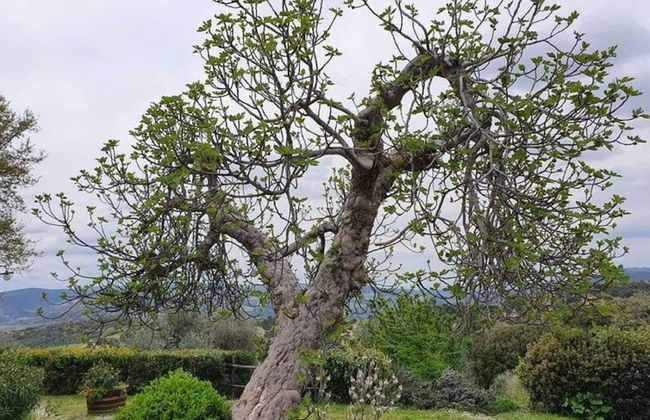 Tranquility at Bellavista - Foto 24