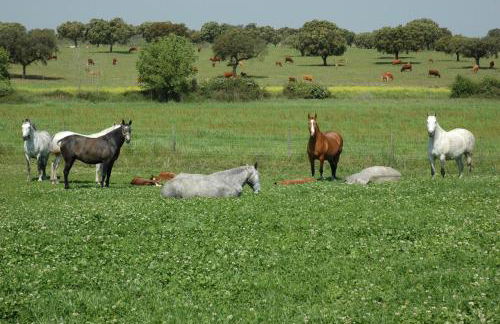 Monte da Boavista - Country family house - Foto 66