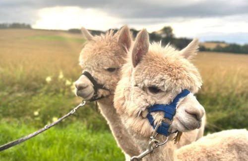 Ferienwohnung Peters - Photo 55