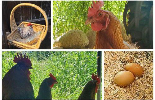 Stunning Mt Rainier Views!tahoma Ridge Cottage - Foto 33