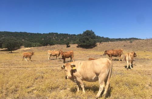 Almojanda 3 olive tree - Foto 76