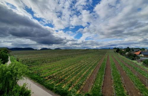 Weinseelig14 - Foto 1