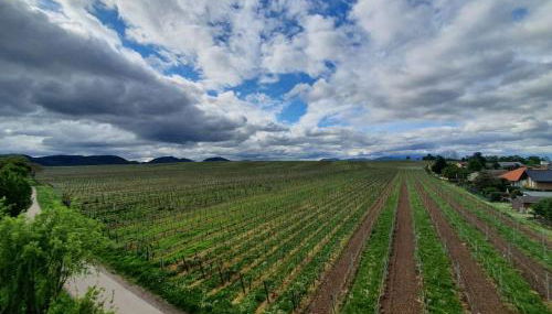 Weinseelig14 - Foto 1