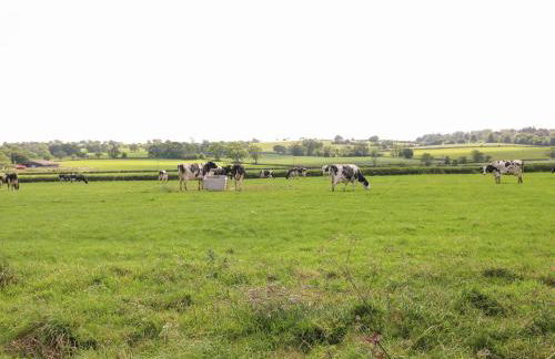 Pipistrelle - Foto 28