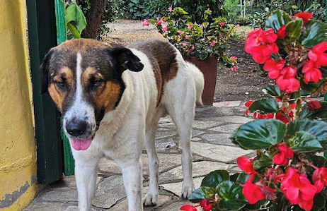 Home & Gardens 2-bed Villa in Sevasti, Katerini - Foto 11