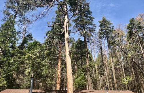 Sequoia National Forest CabinM - Foto 18