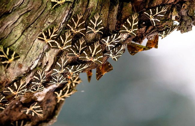Vallée des papillons et vin, huile d'olive, visite de dégustation de miel (petit groupe) - Photo 3