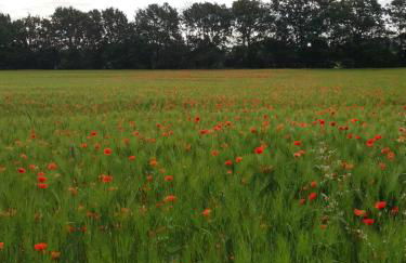 BCA Family Villa ERH - Foto 31