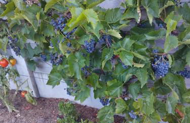 La Salicorne hébergement insolite - Foto 25