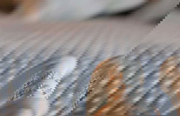 Agriresort Le Porcine - Photo 7