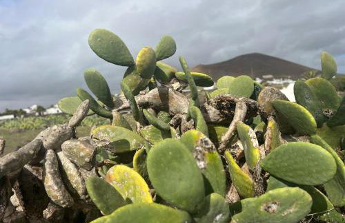 Tea-Rose Loft - Foto 23