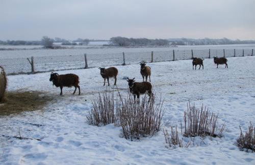 Midlum Zaunkönig - Foto 23