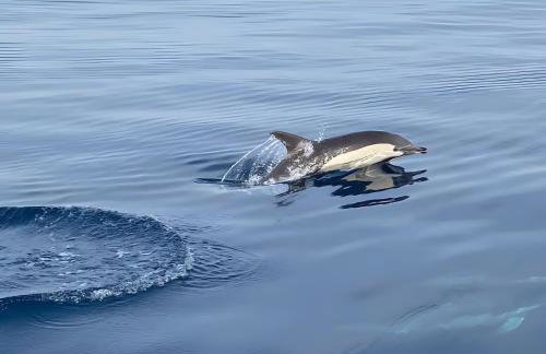 Icon Marina la Ola - Foto 33