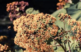 Finca Cas Sant - Foto 72