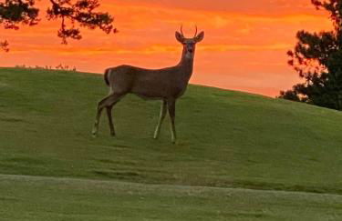 Charming Romantic Lakefront Cottage or Guest Room Depending on Availability Near Golf - Foto 44