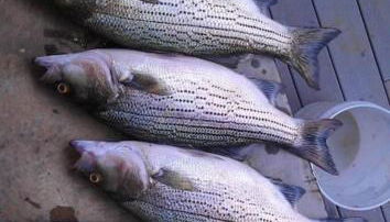 Newly Renovated Cozy Place Minutes From The Lake - Foto 4