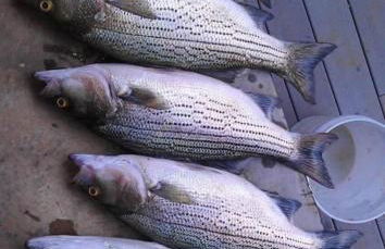 Newly Renovated Cozy Place Minutes From The Lake - Foto 4