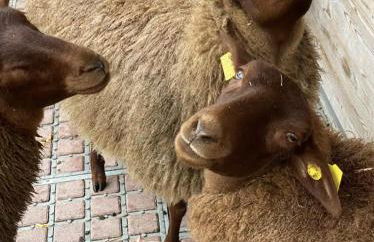 Domaine de Poulaines près Valençay Val de Loire Berry - Foto 17