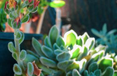 Thanos Village - Foto 35