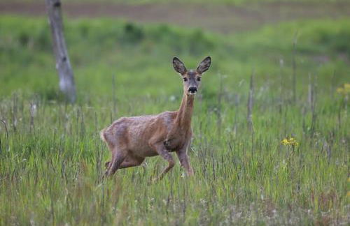 Bienenwagen Weitblick, Kamin, Sauna ganzjährig nutzbar - Foto 39