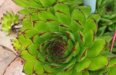 Studio apartman Ivana - Foto 25