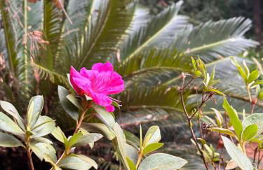 Maravilhosa Casa da Floresta - Foto 20