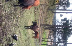 Cabana Recanto dos Aparados - Foto 13