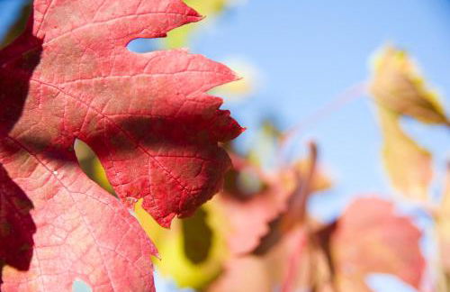 La Vita Nuova - Foto 35