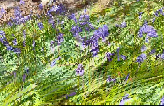 Ballykeel Farm - Foto 19