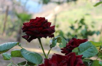 Oak Cottage - Foto 28