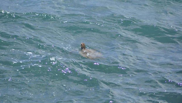 Sandboarding, Offroading, Turtle-Watching in Boa Vista's West Coast - Foto 2